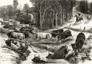 Conduciendo ganado en Australia, c.1880, de 