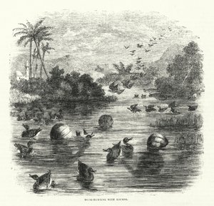 Caza de patos con calabazas (grabado) de English School