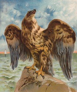 Águila (litografía en color) de English School