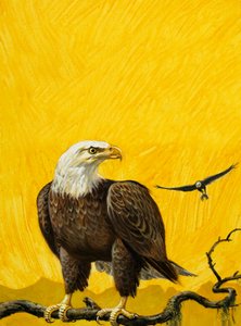 Águila