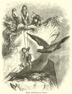 Águila defendiendo su nidada de English School