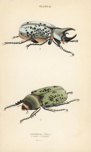 Escarabajo Hércules oriental, Dynastes tityus, macho 1, hembra 2 de English School