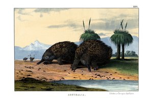 Equidna