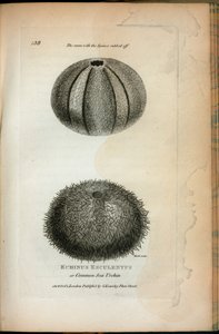 Echinus Esculentus o Erizo de Mar Común; El mismo con las espinas frotadas, de 