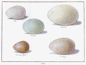 Huevos (litografía en color) de English School