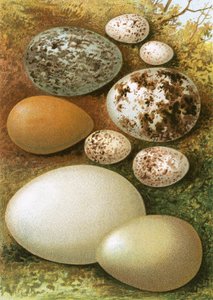 Huevos de English School