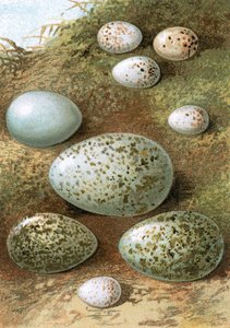 Huevos de English School