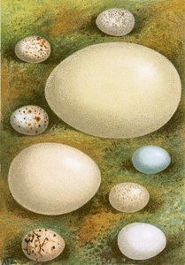 Huevos de English School