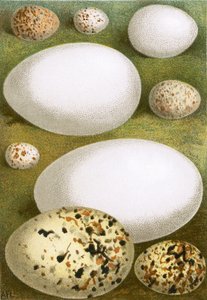 Huevos de English School