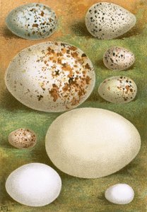 Huevos de English School