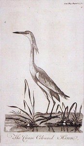 Garza, de 