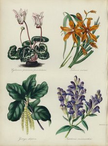 Jardín de flores inglés: Cyclamen persicum punctatum, Tritonia aurea, Garrya elliptica, Scutellaria macrantha de English School
