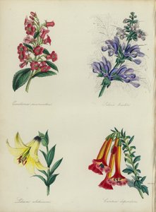 Jardín de flores inglés: Escallonia macrantha, Salvia bicolar, Lilium colchicum, Cantua dependens (litografía en color) de English School