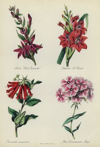 Jardín de flores inglés: Lobelia "Belle Pyramide", Gladiolus "M Blouet", Bouvardia aurantiaca, Phlox Drummondii Mayii de English School