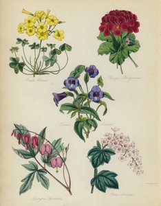 Jardín de flores inglés: Oxalis Cernua, Pelargonium Único, Torenia Asiatica, Dielytra Spectabilis, Ribes Albidum
