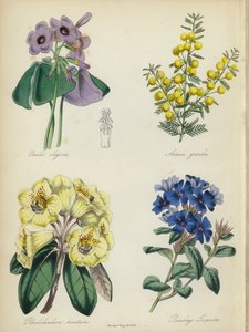 Jardín de flores inglés: Oxalis elegans, Acacia grandis, Rhododendron lanatum, Plumbago Larpentae (litografía en color) de English School