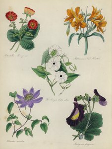 Jardín de flores inglés: Potentilla Menziesii, Alstraemeria Van Houtteii, Thunbergia alata alba, Clematis caerulea, Martynia fragrans