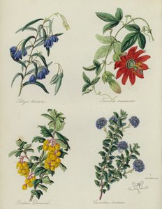 Jardín de flores inglés: Sollya linearis, Tacsonia manicata, Berberis Darwinii, Ceanothus dentatus (litografía en color) de English School