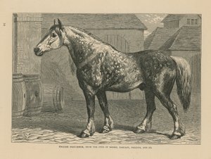 Caballo de tiro inglés