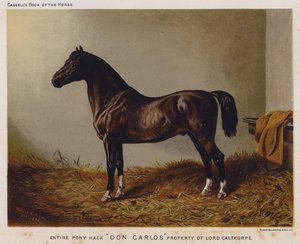 Pony Hack "Don Carlos," propiedad de Lord Calthorpe (litografía en color)