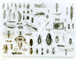 Entomología Insectos (litografía)