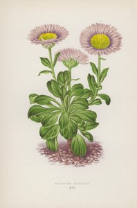 Erigeron Glaucum (litografía en color)