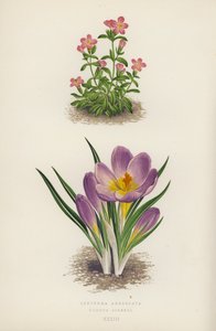 Erythraea Aggregata; Crocus Sieberi (litografía en color) de English School