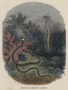 Eunice y Cirratule, Lamarck de English School