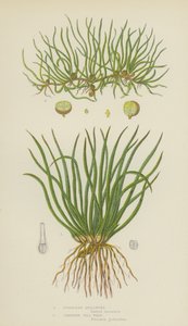 Isoetes Europea, Isoetes Rastrera de English School
