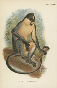 El langur de Everett de English School