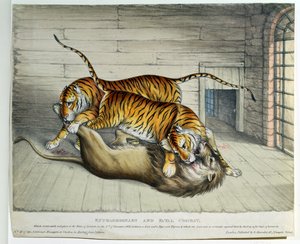 Combate extraordinario y fatal, 1830 (litografía coloreada) de English School