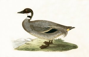 Cerceta Falcada, ilustración de 