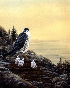 Halcón con sus crías, c.1890