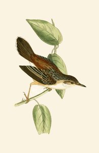 Reinita de cola de abanico, ilustración de 