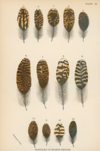 Plumas de urogallo escocés de English School