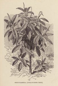 Ficus elastica, árbol de caucho de la India (grabado)