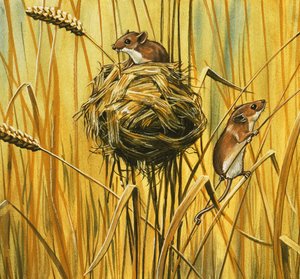 Ratones de campo de English School