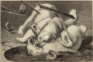 Pelea entre dos osos polares