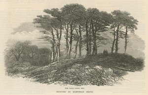 Abetos cerca del extremo norte, Hampstead Heath de English School