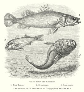 Peces de Egipto y Palestina (grabado)