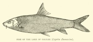 Pez del Lago de Galilea, Capoeta Damascina de English School