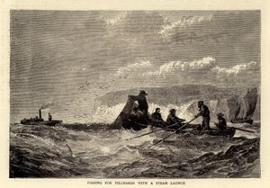 Pescando Sardinas con un Lanzamiento de Vapor (grabado)