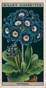 Cultivo de flores en macetas: Aurícula alpina (cromolito) de English School
