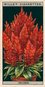Cultivo de flores en macetas: Celosia (cromolito)