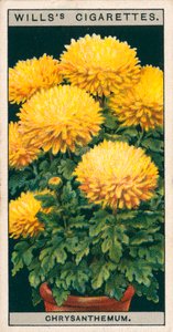 Cultivo de flores en macetas: Crisantemo enano (chromolitho) de English School