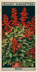 Cultivo de flores en macetas: Salvia (cromolito) de English School