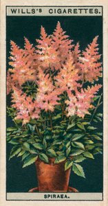 Cultivo de flores en macetas: Spiraea (cromolito) de English School