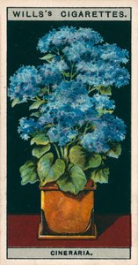 Cultivo de flores en macetas: Cineraria estrella (chromolitho)