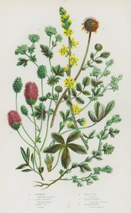 Plantas con flores de Gran Bretaña: Agrimonia, Manto de dama, Manto de dama alpino, Manto de dama de campo, Gran burnet, Burnet de ensalada de English School
