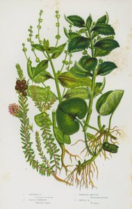 Plantas con flores de Gran Bretaña: Asarabacca, Crowberry negro, Mercurio perenne, Mercurio anual de English School